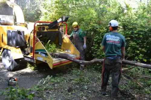 tree services Millersburg